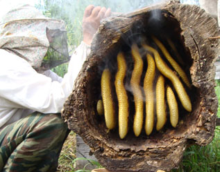 pochemu med zhivet tolko v kolode 2 