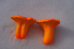 lisishki2