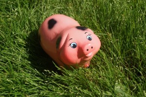 pig1
