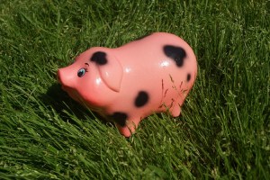 pig