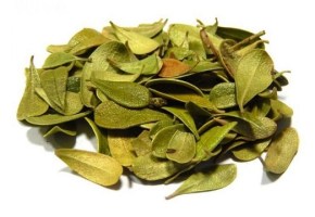 toloknyanka_list